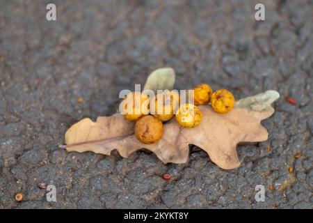 Foglia autunnale con palle di quercia o mele di quercia macro su asfalto. Cynips quercusfolii palle di gallo su foglia di rovere Foto Stock