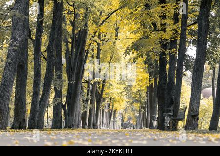 Alberi gialli nel vicolo del parco in autunno. Area ricreativa nelle giornate di sole. Correzione del colore, vista ad angolo basso Foto Stock