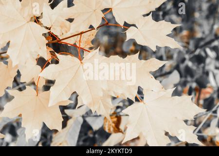 Foglie di acero giallo autunno, rametti in primo piano con sfondo sfocato, motivi di dettaglio della natura incolore Foto Stock