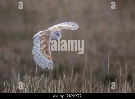 Un bel gufo di fienile che si alza. County Durham, UK: QUESTE IMMAGINI DETTAGLIATE mostrano un gufo da vicino e personale mentre vola proprio sopra la testa di un lu Foto Stock