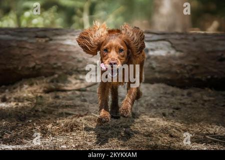 Il cocker di lavoro spaniel cucciolo saltando e volando su un albero caduto log in una foresta Foto Stock