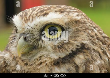 Dettaglio del piccolo gufo europeo dagli occhi gialli di Minerva, la noctua di Athene Foto Stock