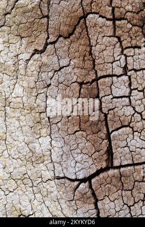 Vista ravvicinata di una corteccia in decadenza che rivela i modelli e le texture di un albero di quercia all'interno di un antico bosco all'inizio dell'autunno, la Foresta di Sherwood. Foto Stock