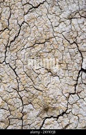 Vista ravvicinata di una corteccia in decadenza che rivela i modelli e le texture di un albero di quercia all'interno di un antico bosco all'inizio dell'autunno, la Foresta di Sherwood. Foto Stock