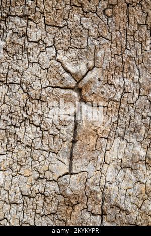 Vista ravvicinata di una corteccia in decadenza che rivela i modelli e le texture di un albero di quercia all'interno di un antico bosco all'inizio dell'autunno, la Foresta di Sherwood. Foto Stock