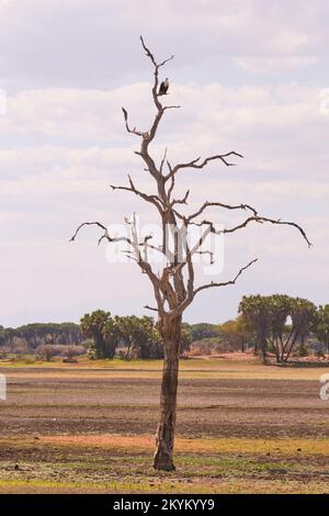 Un'aquila di pesce africana siede in un albero che guarda sopra il letto di una buca d'acqua asciutta nel parco nazionale di Nyerere Foto Stock