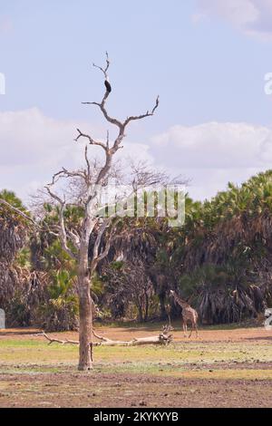 Un'aquila di pesce africana siede in un albero che guarda sopra il letto di una buca d'acqua asciutta nel parco nazionale di Nyerere Foto Stock