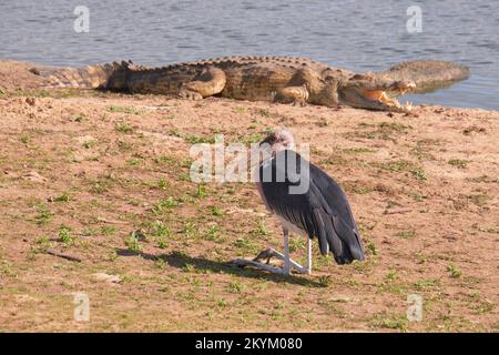 Marabou cicogna siede come un grande coccodrillo adulto bagna al sole accanto a un foro di irrigazione nel parco nazionale di Nyerere Foto Stock