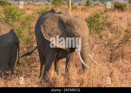 Due elefanti africani Bush camminano attraverso il parco nazionale Mikumi Foto Stock