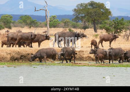 Buffalo e Wildebeest si dirigono verso un'annaffiatoio per bere nel caldo di mezzogiorno del parco nazionale Mikumi nella stagione secca Foto Stock