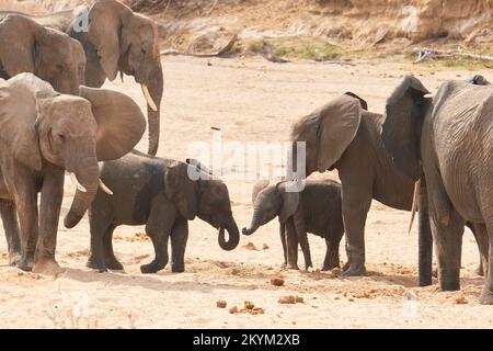 Gli elefanti adulti e giovani scavano per l'acqua nel fiume Ruaha nel parco nazionale di Ruaha Foto Stock