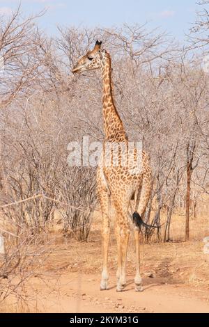 Un Masai Giraffe nel Parco Nazionale di Ruaha in stagione secca Foto Stock