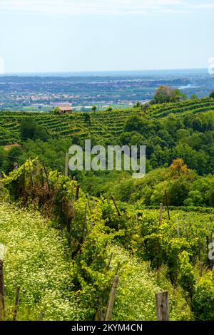 Vigneti lungo la strada dei vini Prosecco e Conegliano, in provincia di Treviso, Veneto, Italia, in estate. Patrimonio dell'umanità dell'UNESCO Foto Stock