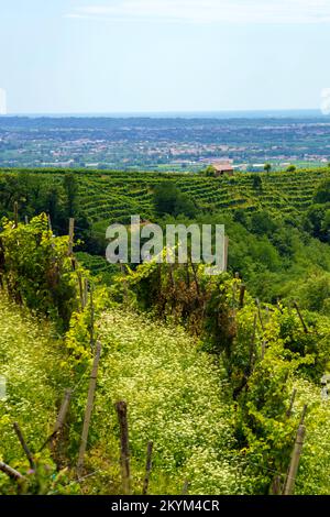 Vigneti lungo la strada dei vini Prosecco e Conegliano, in provincia di Treviso, Veneto, Italia, in estate. Patrimonio dell'umanità dell'UNESCO Foto Stock