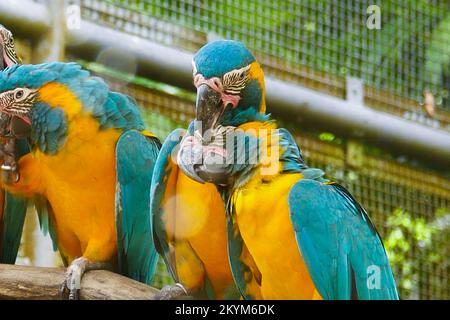 Il Macaw blu e giallo in uno zoo di singapore Foto Stock