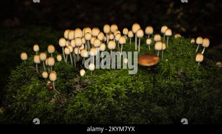 La fata Inkcap cresce nella foresta su legno marciume, circondato da muschio verde brillante, foto scattata nei cosiddetti Voorsterbos Foto Stock