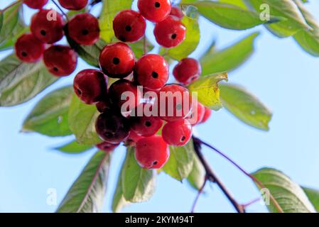 Mature, polipi rossi, mele di granchio, Malus, appendere su un albero di mela - Malus Neville Copeman fiore mela di granchio frutti decidui. Foto Stock