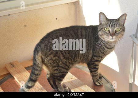 Gatto di tabby Foto Stock