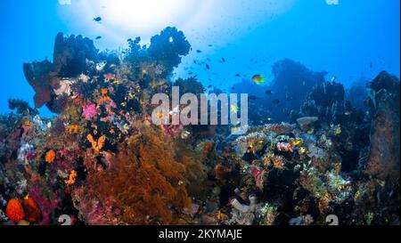 Pesci del reef che nuotano sopra coralli sani in Komodo Indonesia Foto Stock