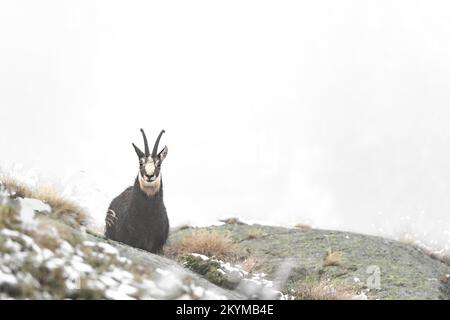 Faccia a faccia con camoscio alpino avvolto dalla nebbia (Rupicapra rupicapra) Foto Stock