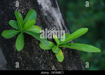 Foglia su albero di calabasch (Crescentia cujete) Foto Stock