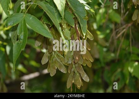 I semi sui rami dell'albero sono comunemente chiamati elicotteri perché quando cadono, girano come le lame dell'elicottero Foto Stock