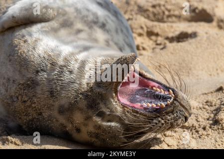 Guarnizione giovane grigia che mostra i denti Foto Stock