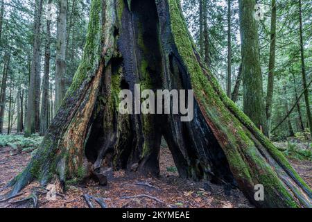 Un grande albero danneggiato da un incendio in una foresta nel parco regionale Francis/King vicino a Victoria, British Columbia, Canada. Foto Stock