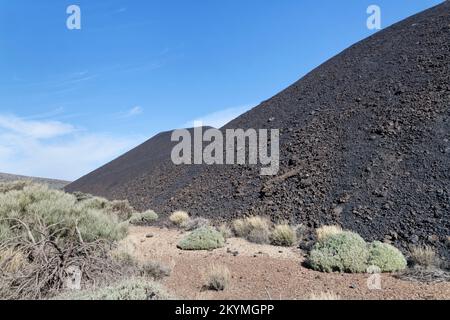 Coni di cenere nera, creati da un'eruzione del vulcano Fasnia nel 1705 con cespugli di ginestra bianca (Spartocystus supranubius), Tenerife, Isole Canarie. Foto Stock