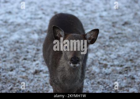 Un capriolo grazioso guarda la mia macchina fotografica con interesse, sfondo wintry Foto Stock