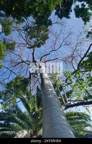 Albero di seta di filo interdentale (Ceiba speciosa) fioritura, Puerto de la Cruz Botanical Garden, Tenerife, Isole Canarie, Spagna, ottobre. Foto Stock