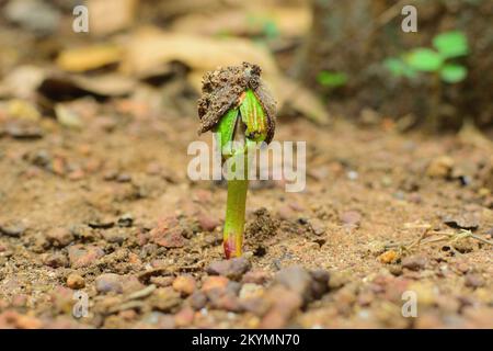 Un seme che si trasforma in pianta, nascita di un albero da seme, come seme diventa pianta Foto Stock