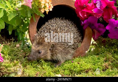 Ricci selvaggi e nativi che si nutrono in un giardino accogliente. Portato all'interno di un nascondiglio faunistico per monitorare la salute e la popolazione di questo mammifero in declino Foto Stock