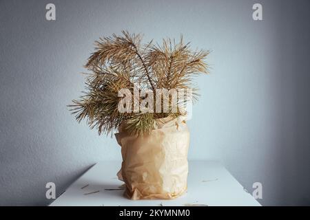 Rami di albero di Natale asciugati nel tempo in vaso in carta kraft. Concetto fotografico di protezione ambientale da plastica. Bouquet di rami di pino in camera sul tavolo. Copia spazio per il testo. Foto Stock