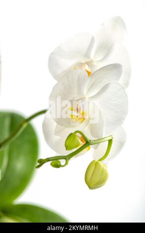 Un ramo di una bella orchidea bianca con germogli e fiori fioriti su uno sfondo bianco, isolato. Le foglie verdi della pianta sono sfocate nel Foto Stock