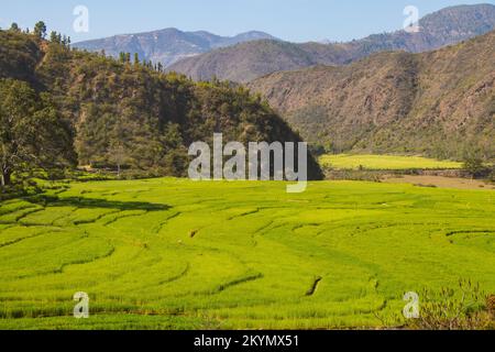 Campi di risaie di Himalaya Nepal in Doti Foto Stock