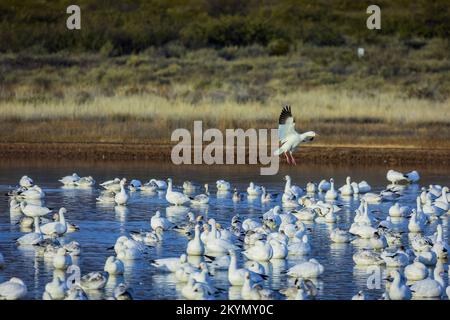 Canada Goose Landing in gregge di oche su acqua Foto Stock