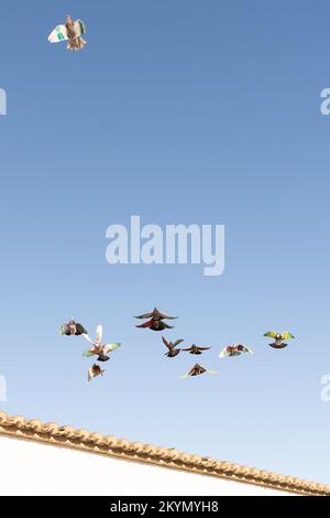 Un gruppo di piccioni con ali colorate che volano su una parete bianca durante una gara in cui inseguono un piccione femminile. Piano cottura Pigeon Keeping Foto Stock