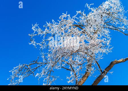 rami di albero coperti di ghiaccio contro il cielo azzurro chiaro. clima invernale gelido. paesaggio fiabesco Foto Stock