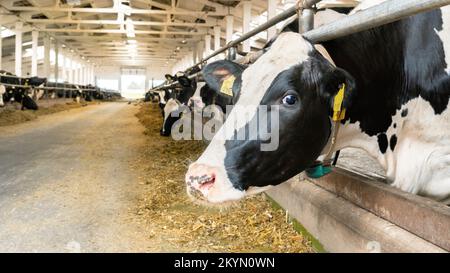 Testa di una vacca primo piano. Una mucca si trova in un fienile in un allevamento. L'uso di alimentazione asciutta, insilato per alimentare bestiame. Allevando mucche in una fattoria casearia. Foto Stock