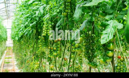 I pomodori ciliegini sono appesi in grappoli sui rami nelle serre agricole. Coltivazione di pomodori ciliegini in serre riscaldate. Coltivazione e selezione di Foto Stock