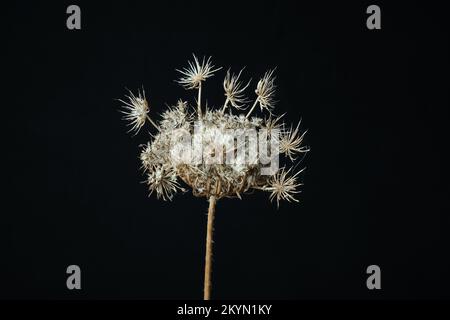 Pianta secca (Daucus Carota) Foto Stock