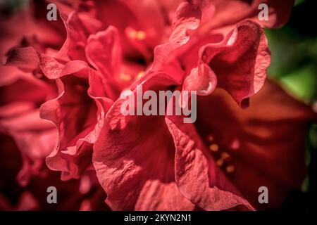 Un macro shot di petali di camelia rosso brillante Foto Stock