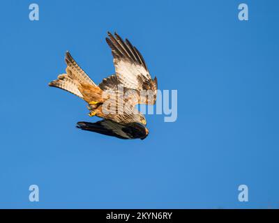 Red Kite in una giornata soleggiata ma fredda in autunno a metà Galles Foto Stock