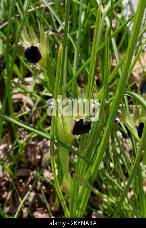 Iris tuberosa fiore primo piano Foto Stock