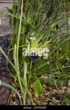 Iris tuberosa fiore primo piano Foto Stock