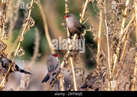 Comune Waxbill anche conosciuto come St Helena waxbill, floccando al letto secco del fiume al Rio JATE, Laheradurra, Andalusia, Spagna. 27th novembre 2022 Foto Stock