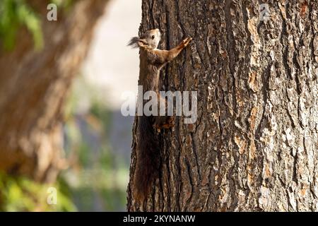 Scoiattolo rosso nelle colline vicino a la Herradura, Andalusia, Spagna. 27th novembre 2022 Foto Stock