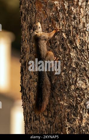 Scoiattolo rosso nelle colline vicino a la Herradura, Andalusia, Spagna. 27th novembre 2022 Foto Stock