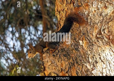 Scoiattolo rosso nelle colline vicino a la Herradura, Andalusia, Spagna. 27th novembre 2022 Foto Stock